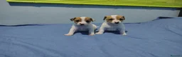 Jack Russell Terrier perros en venta: Jack Russell Puppies !! - Anuncio 6