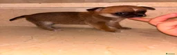 Chihuahua perros en venta: Chihuahua toy  - Anuncio 2