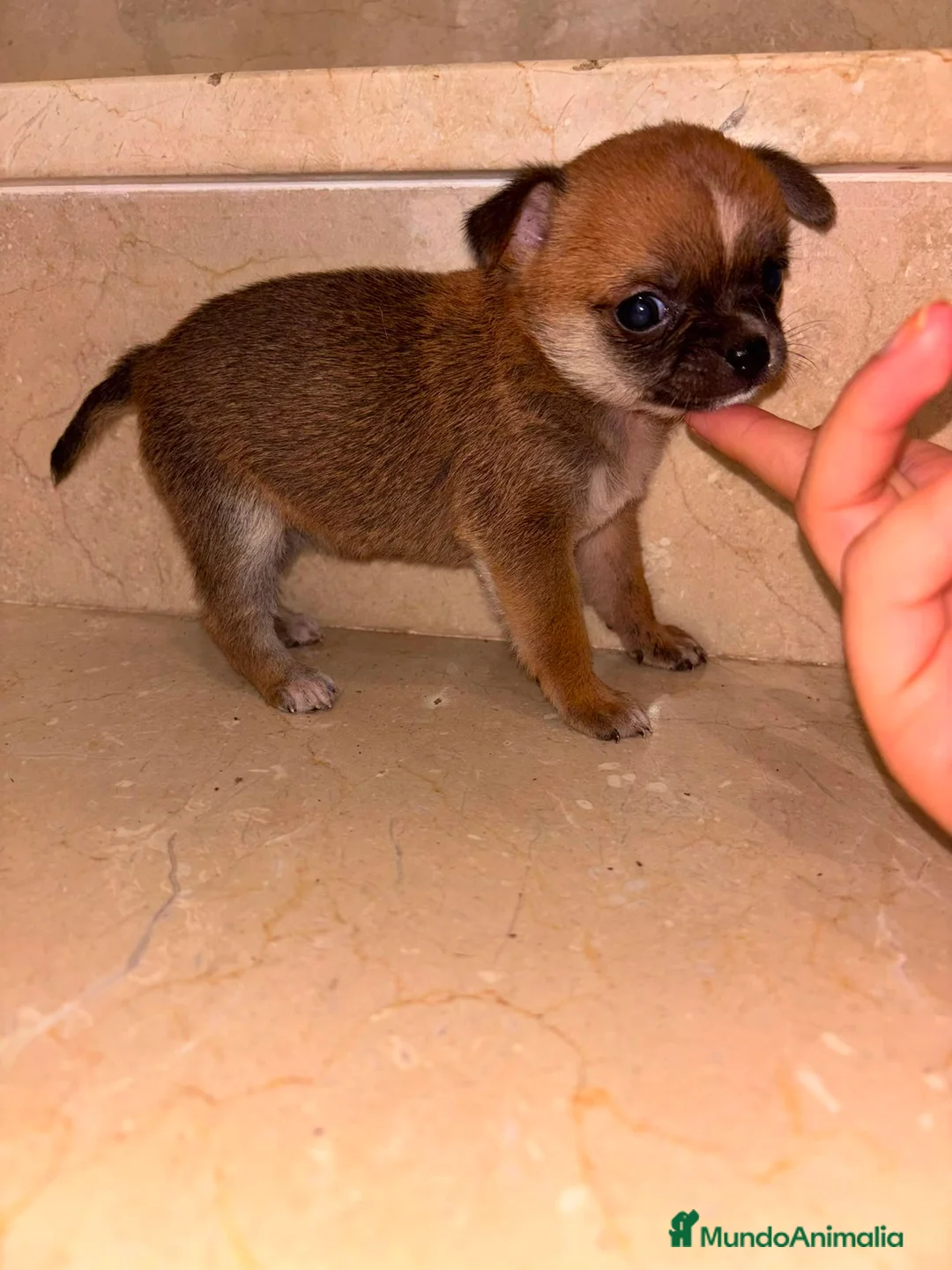 Chihuahua perros en venta: Chihuahua toy  - Anuncio 2