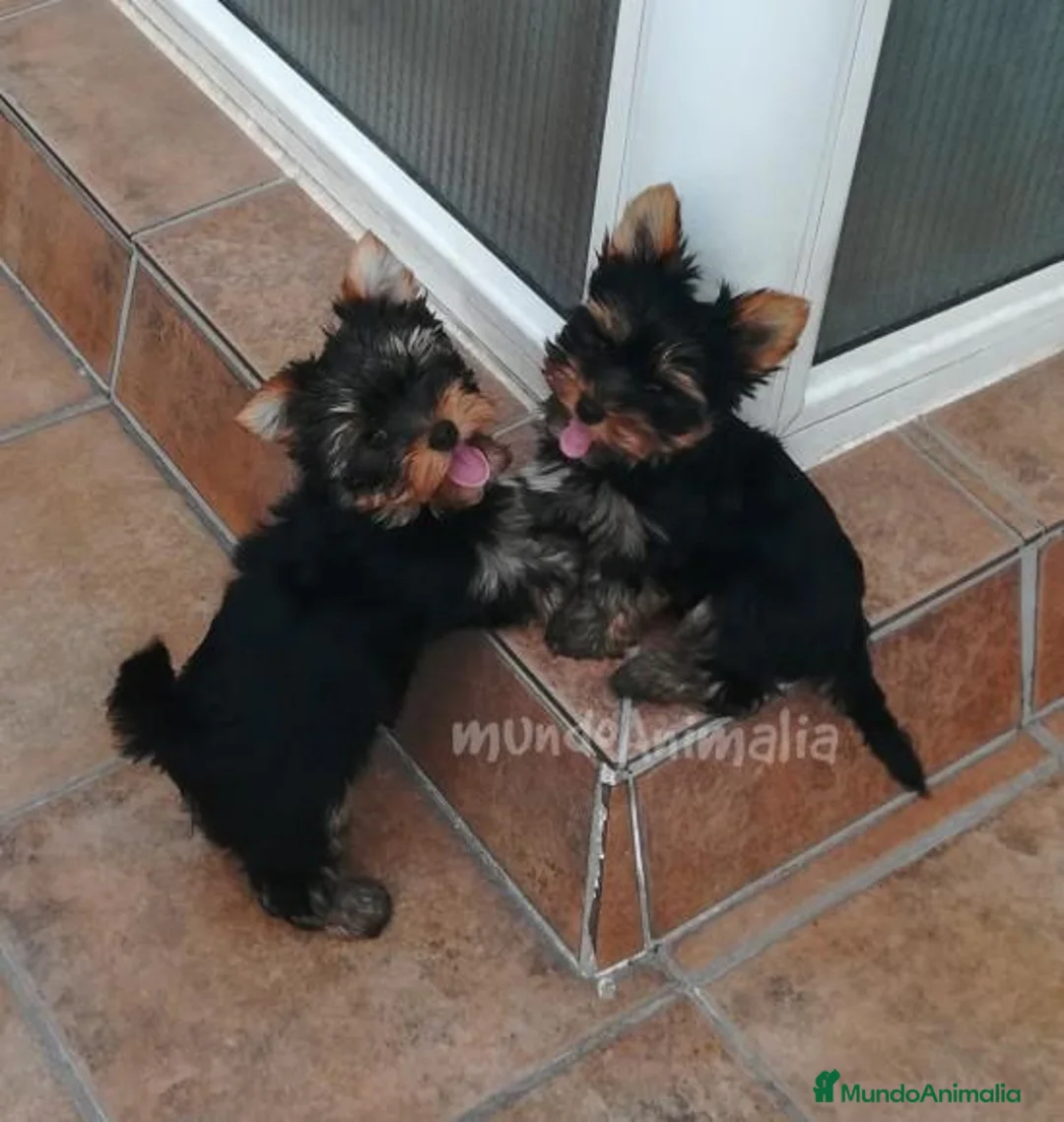 Imagen de galería {{count}}