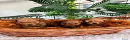 Caniche Toy perros en venta: CANICHE TOY-ENTREGA EN SEPTIEMBRE - Anuncio 11