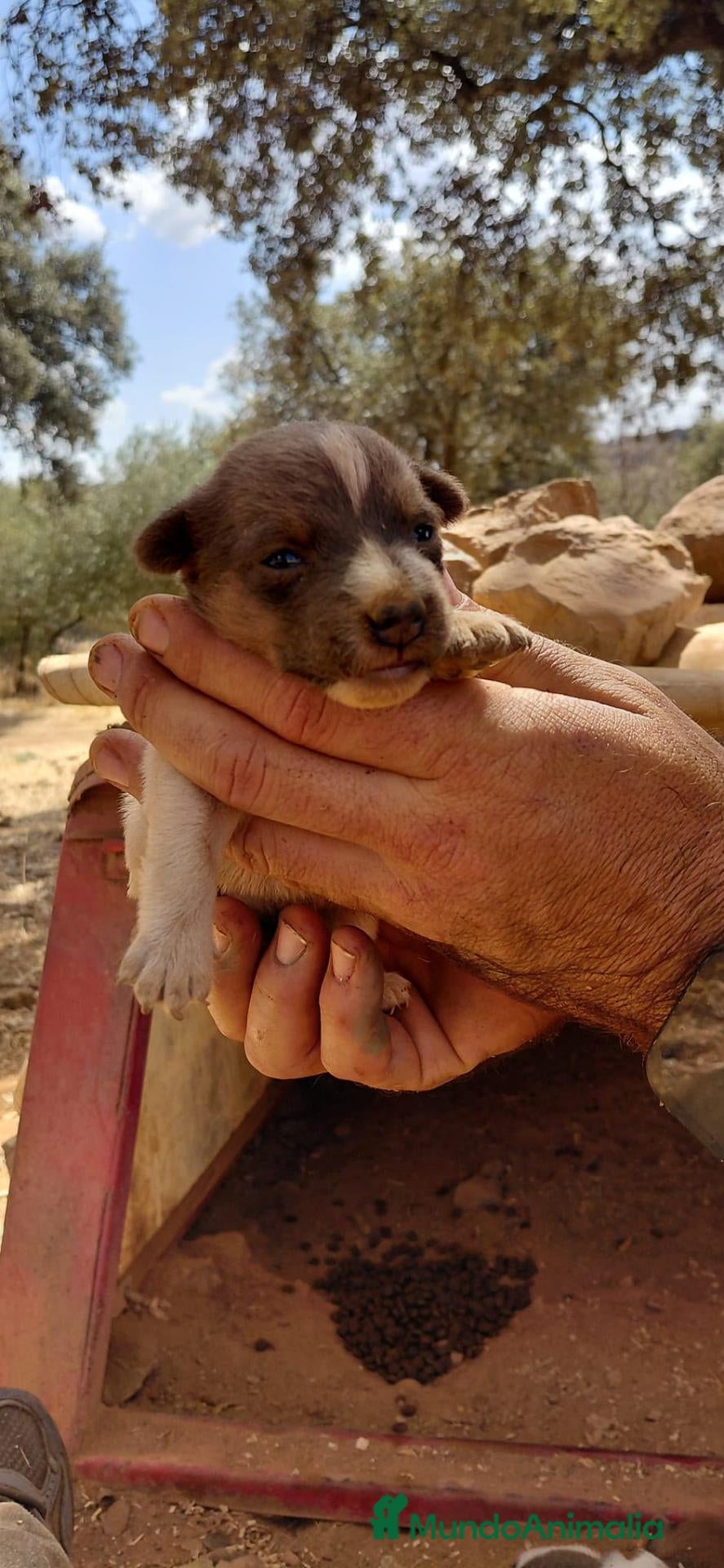 Jack Russell Terrier perros Jack Russell - Anuncio 2