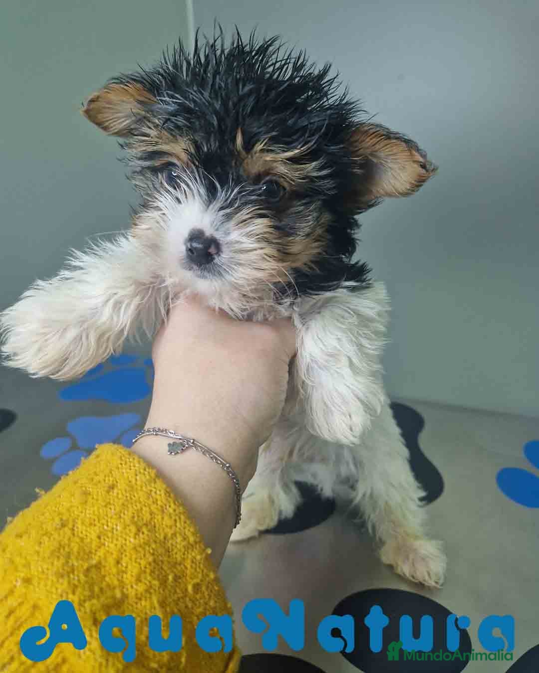 Biewer Yorkshire Terrier a la Pom Pon perros Yorkshire Biewer Macho CJMM 1318 AQUANATURA - Anuncio 1