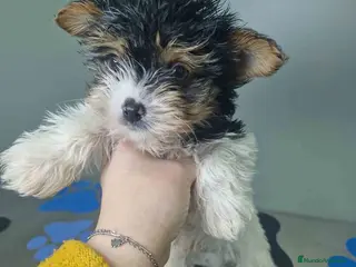 Biewer Yorkshire Terrier a la Pom Pon perros Yorkshire Biewer Macho CJMM 1318 AQUANATURA - Anuncio 1