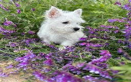 West Highland White Terrier perros en venta: Westys Macho disponible  - Imagen 2