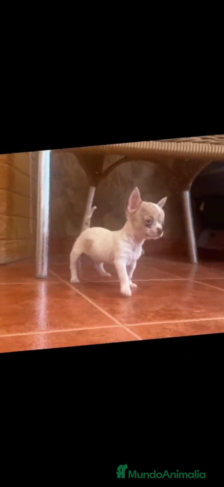 Chihuahua perros en venta: Chihuahua  - Anuncio 1