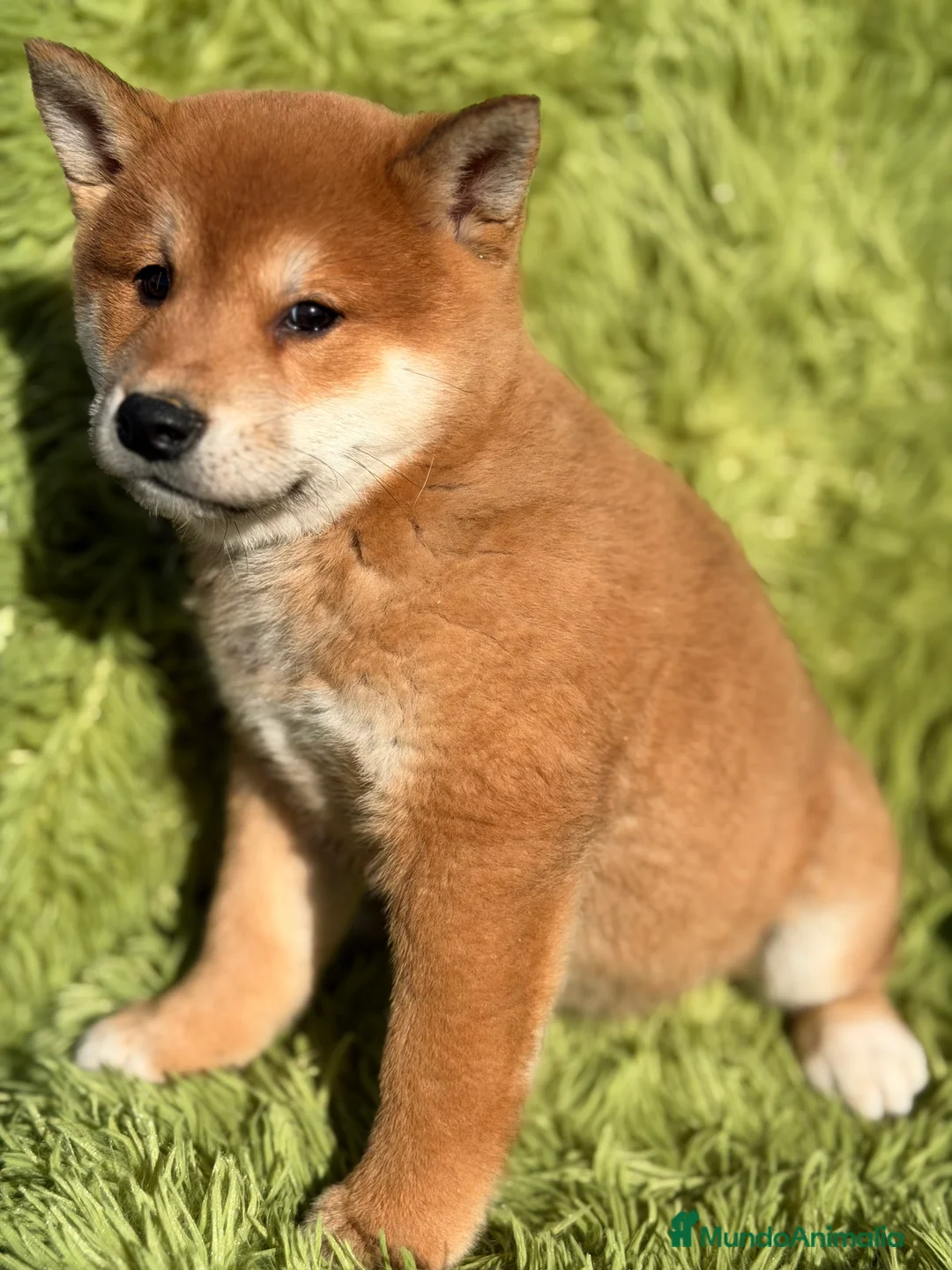 Shiba Inu perros en venta: Shiba Inu rojo  - Anuncio 3