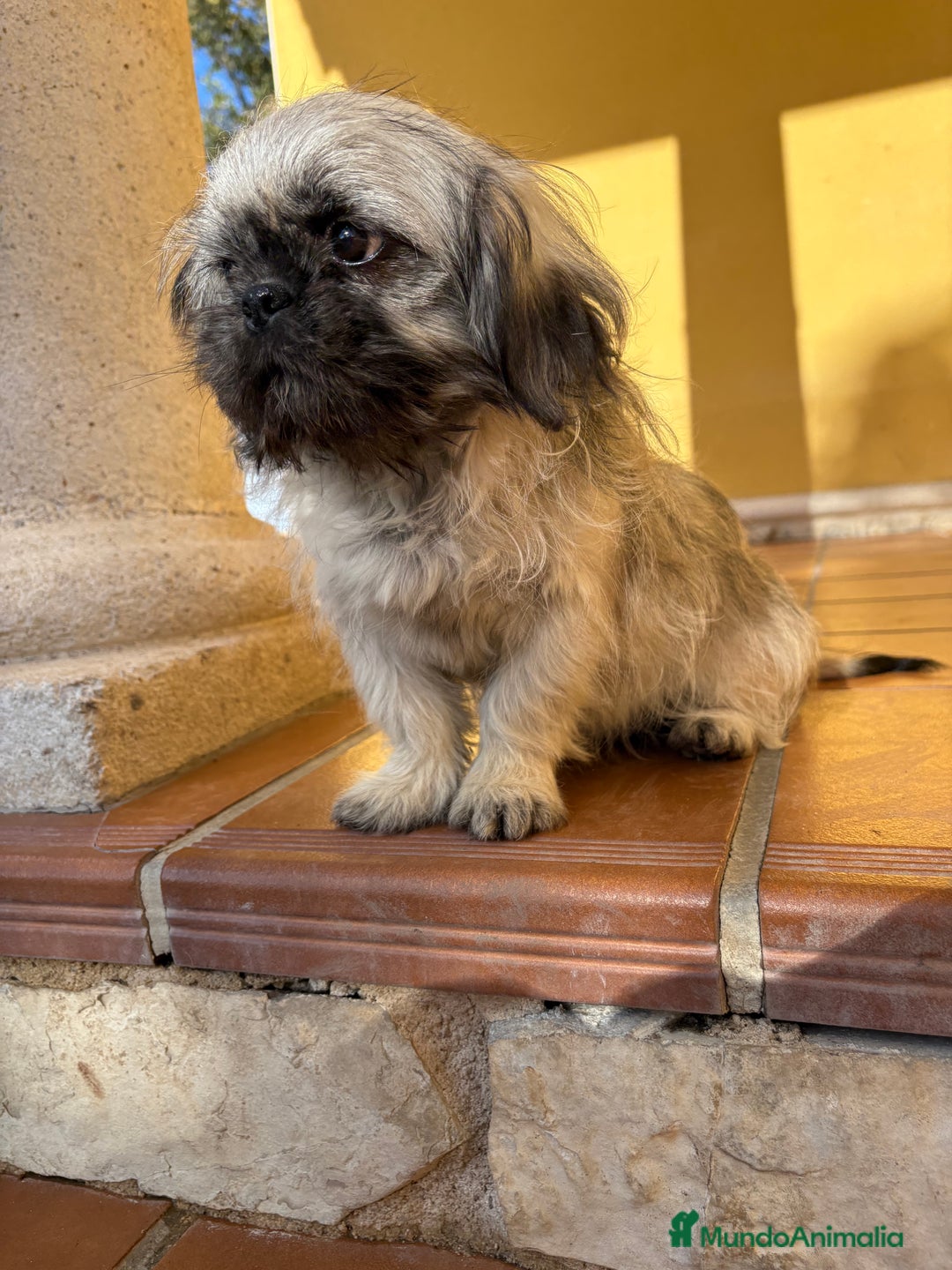 Pekinés perros en venta: Pekines imperial hembra preciosa  - Anuncio 6