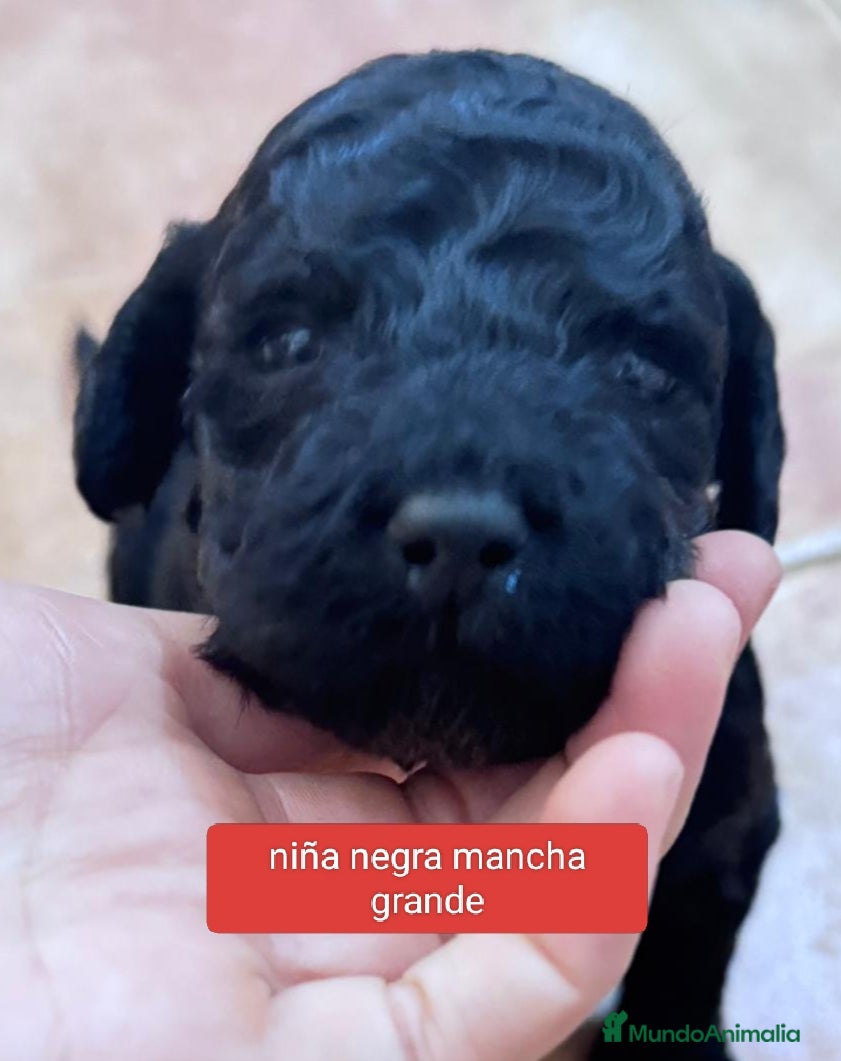 Labradoodle perros Preciosos cachorros labradoodle - Anuncio 2