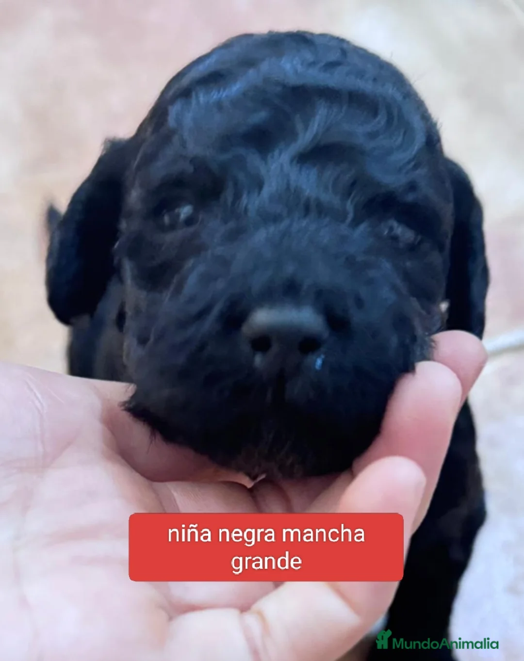 Labradoodle perros en venta: Preciosos cachorros labradoodle - Anuncio 2