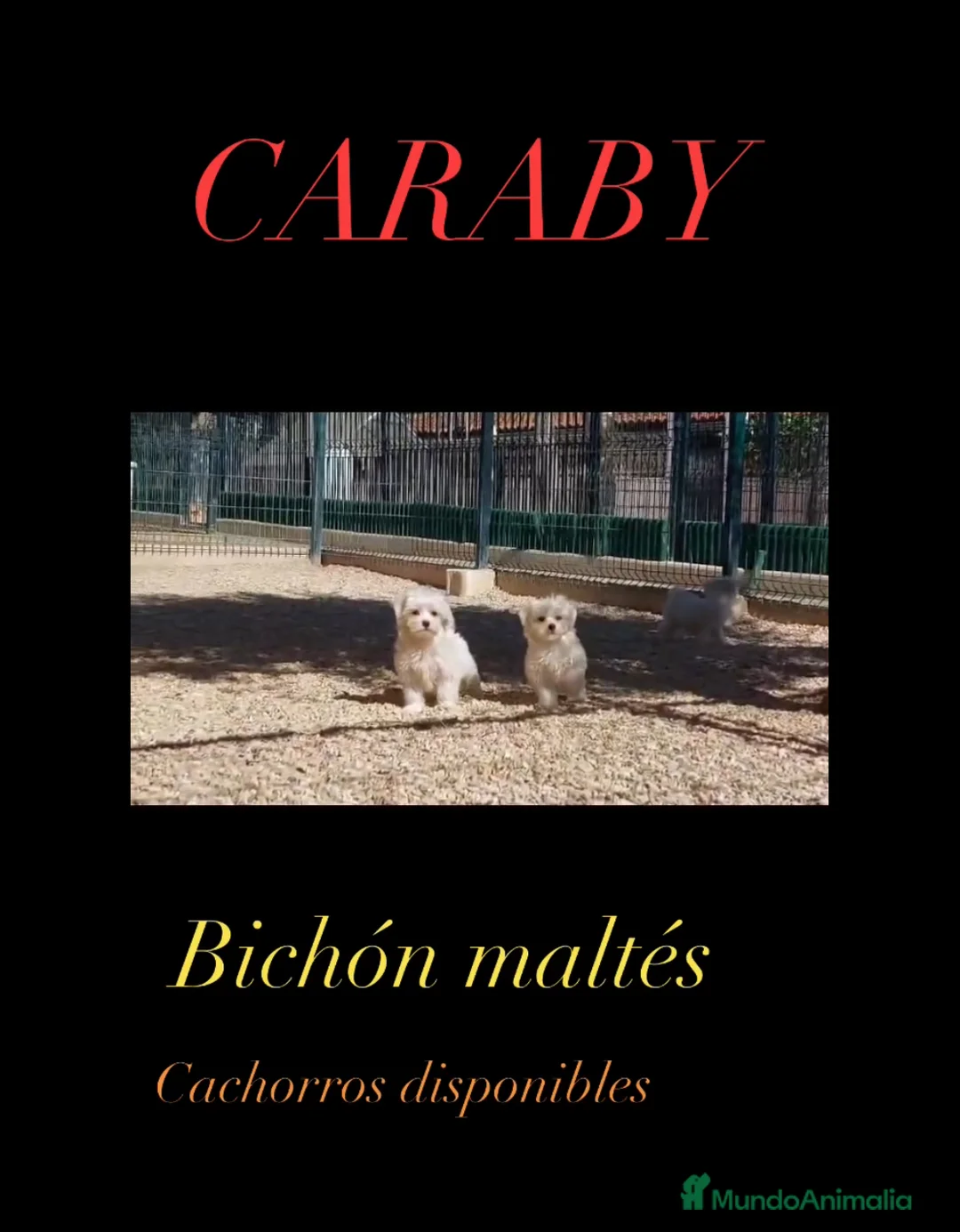 Bichón Maltés perros en venta: Bichon maltés CARABY Benidorm  - Anuncio 2