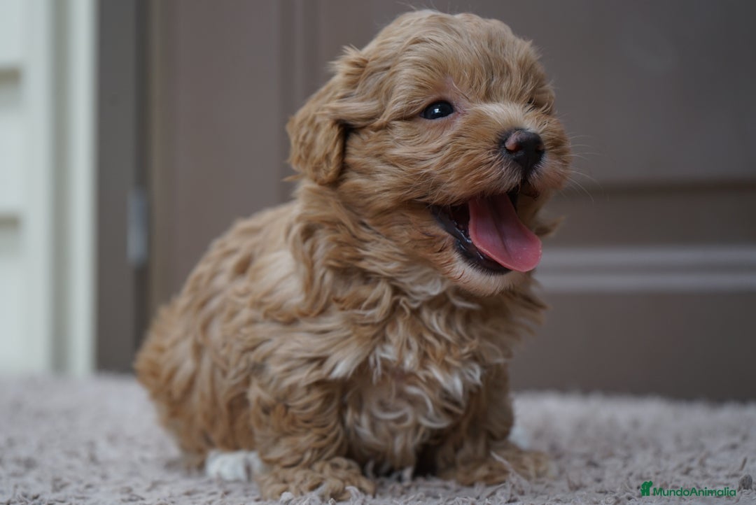 Maltipoo perros en venta: YUKI UNA PEQUEÑA MALTIPOO CON ENCANTO - Imagen 3