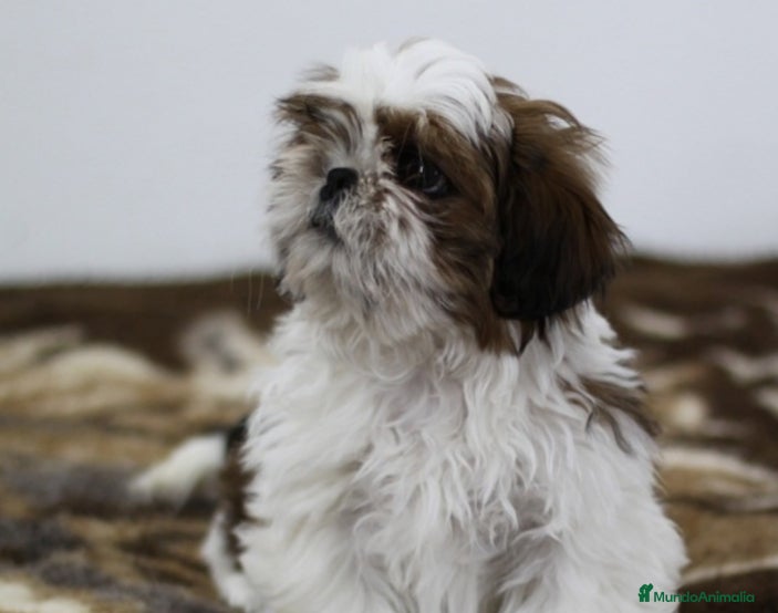 Shih Tzu perros Cachorro de Shihtzu  - Anuncio 2