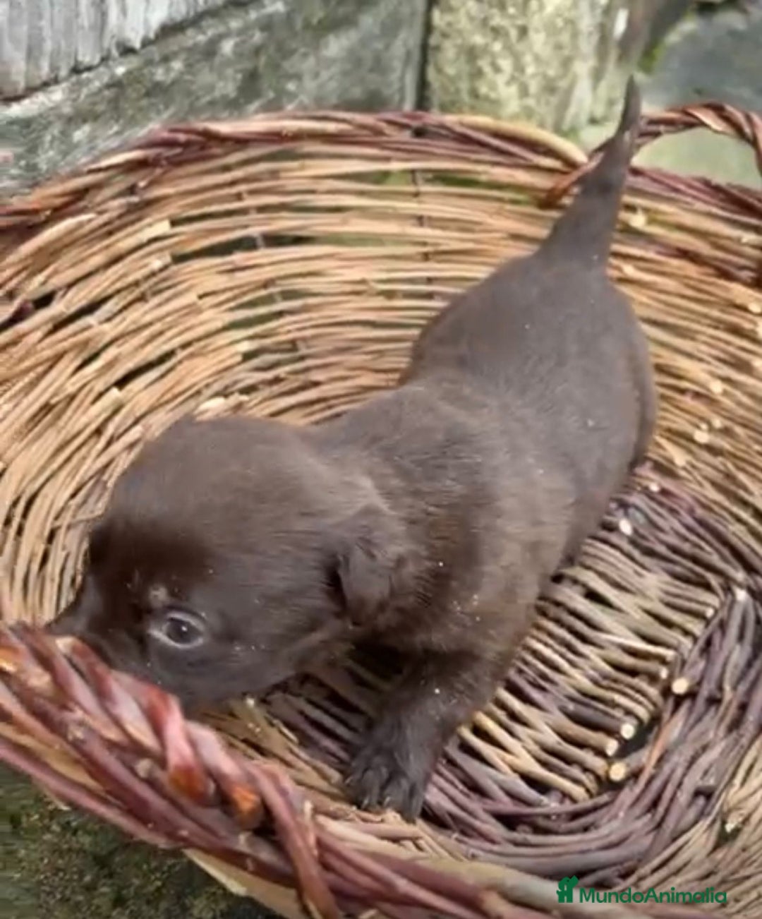 Labrador Retriever perros en venta: Labrador retriever  - Anuncio 10