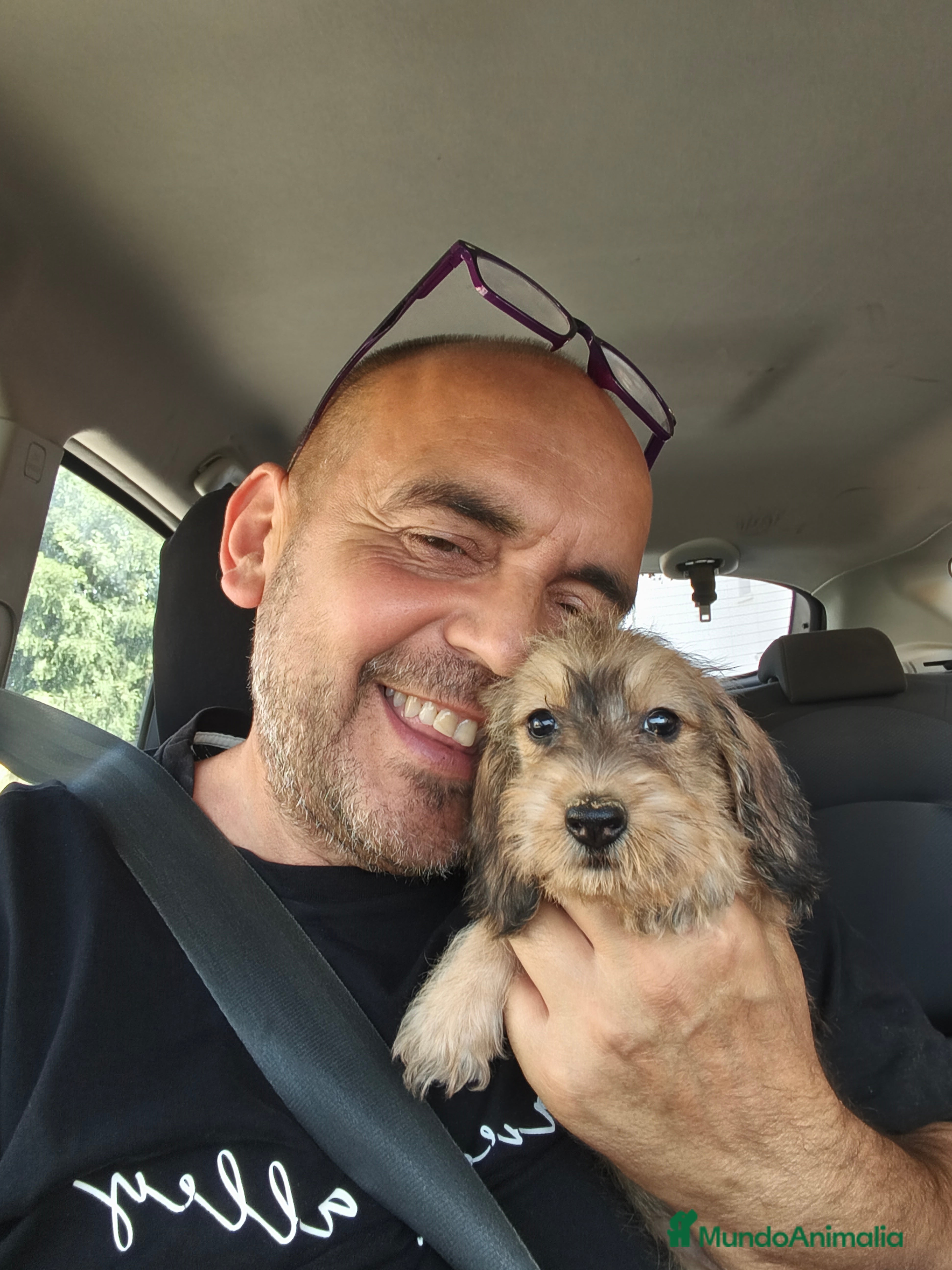 Teckel Miniatura perros en venta: Teckel miniatura pelo duro hoja seca  - Anuncio 1