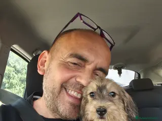 Teckel Miniatura perros en venta: Teckel miniatura pelo duro hoja seca - Anuncio 1