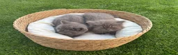 Británico de Pelo Corto gatos en venta: British Blue y Lilac - Anuncio 2