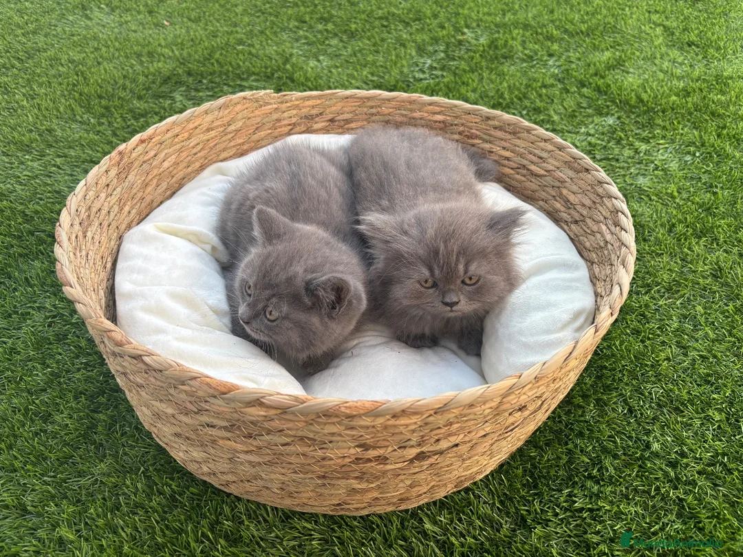 Británico de Pelo Corto gatos en venta: British Blue y Lilac - Anuncio 2