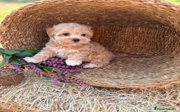 Maltipoo perros en venta: Maltipoo para entregar en diciembre !! - Imagen 7