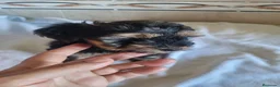 Yorkshire Terrier perros en venta: Yorkshire terrier Toy  - Anuncio 4