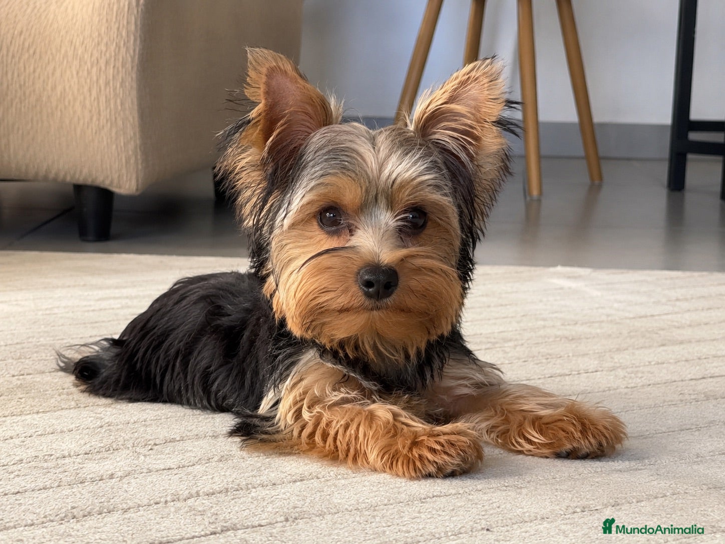 Yorkshire Terrier perros Yorkshire terrier  - Anuncio 2