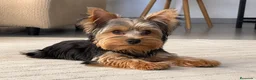 Yorkshire Terrier perros en venta: Yorkshire terrier  - Anuncio 1
