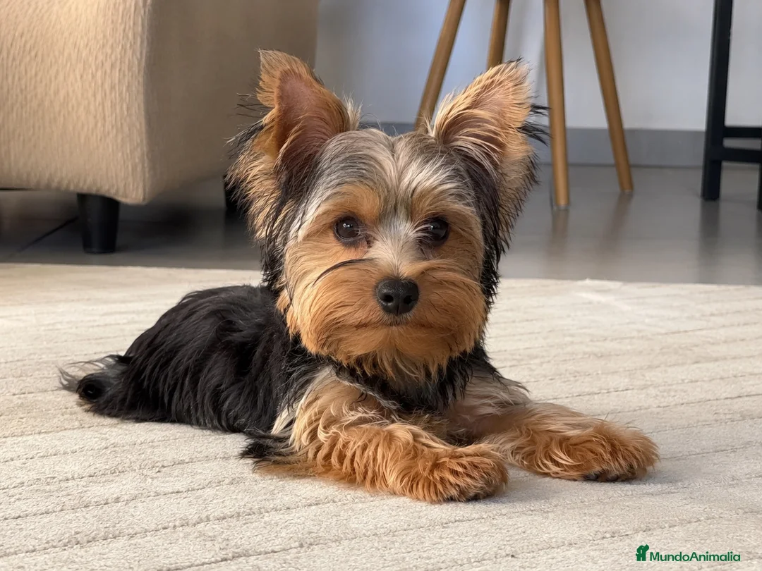 Yorkshire Terrier perros en venta: Yorkshire terrier  - Anuncio 1