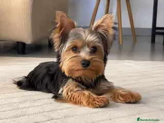 Yorkshire Terrier perros Yorkshire terrier - Anuncio 3