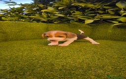 Beagle perros en venta: beagles tricolor  - Imagen 11