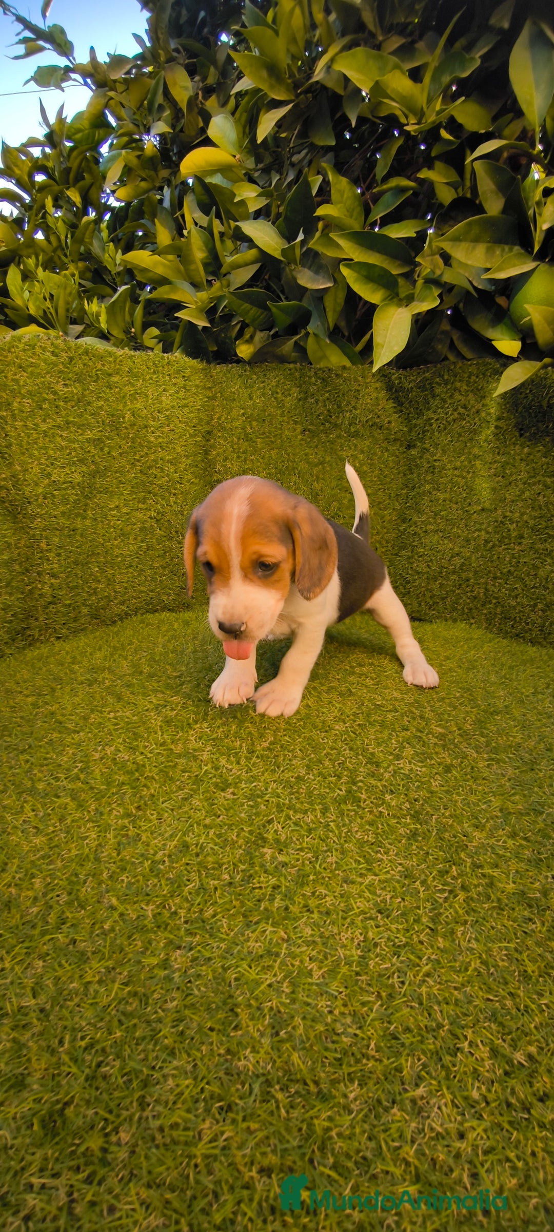 Beagle perros en venta: beagles tricolor  - Imagen 11