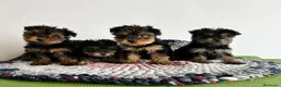 Yorkshire Terrier perros en venta: Yorkshire miniatura  - Anuncio 3