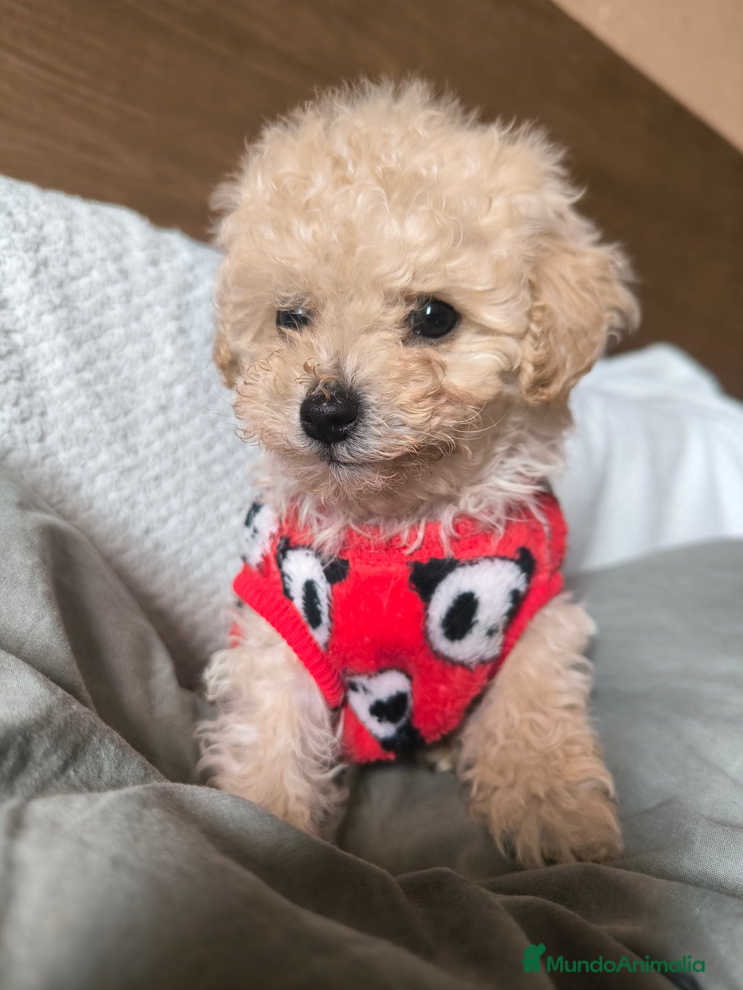 Caniche Toy perros en venta: Caniche mini toy  - Anuncio 5