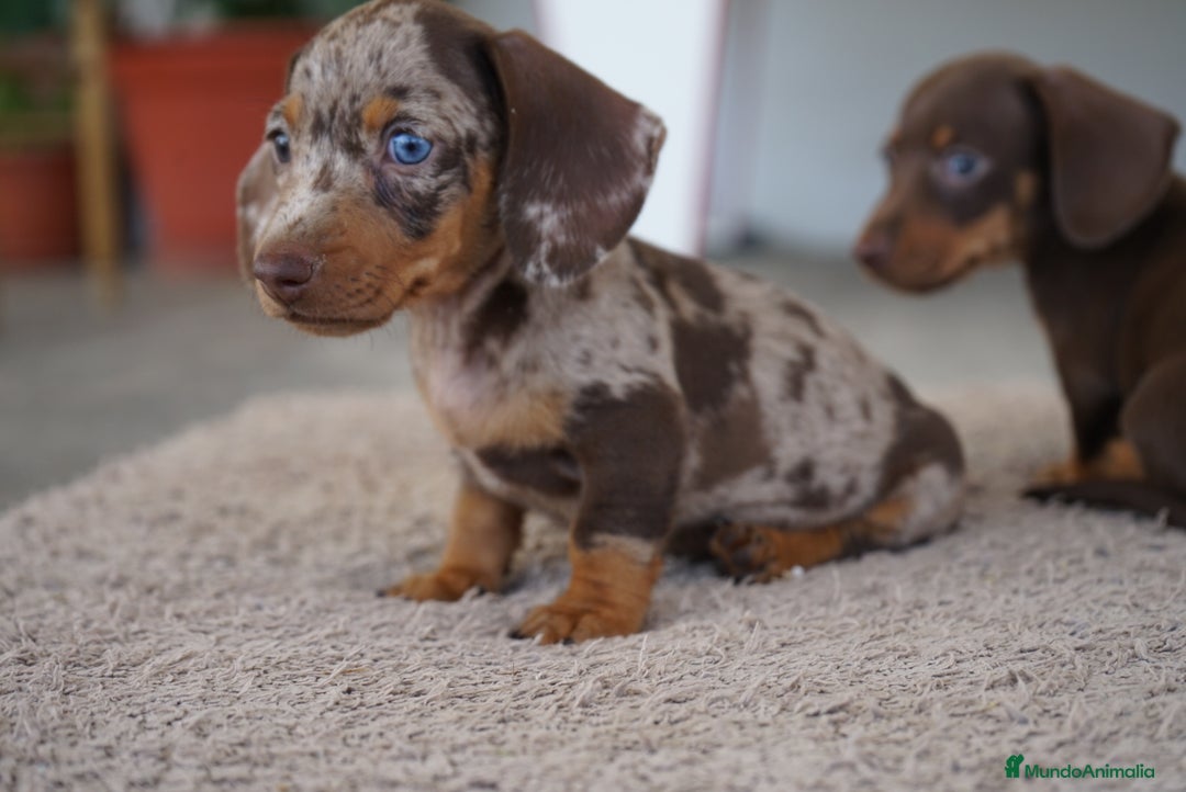 Teckel Miniatura perros en venta: ✨ Teckel miniatura · 🐶 Frisco, Rin y Pau ✨ - Imagen 3