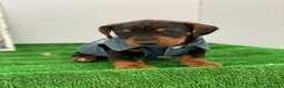 Teckel Miniatura perros en venta: Teckel miniatura PUPPY  en Ciudad Real - Anuncio 7