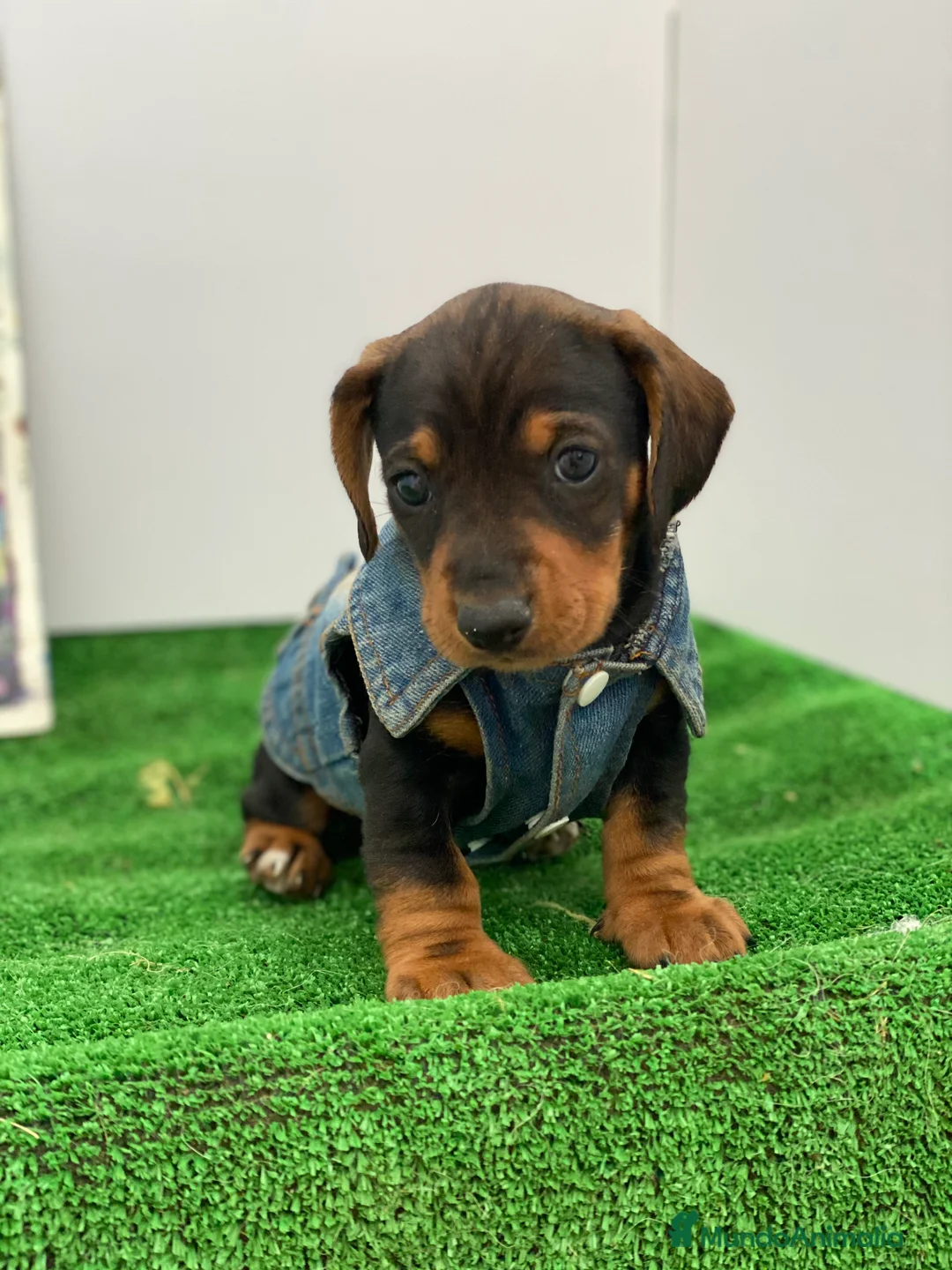 Teckel Miniatura perros en venta: Teckel miniatura PUPPY  en Ciudad Real - Anuncio 7