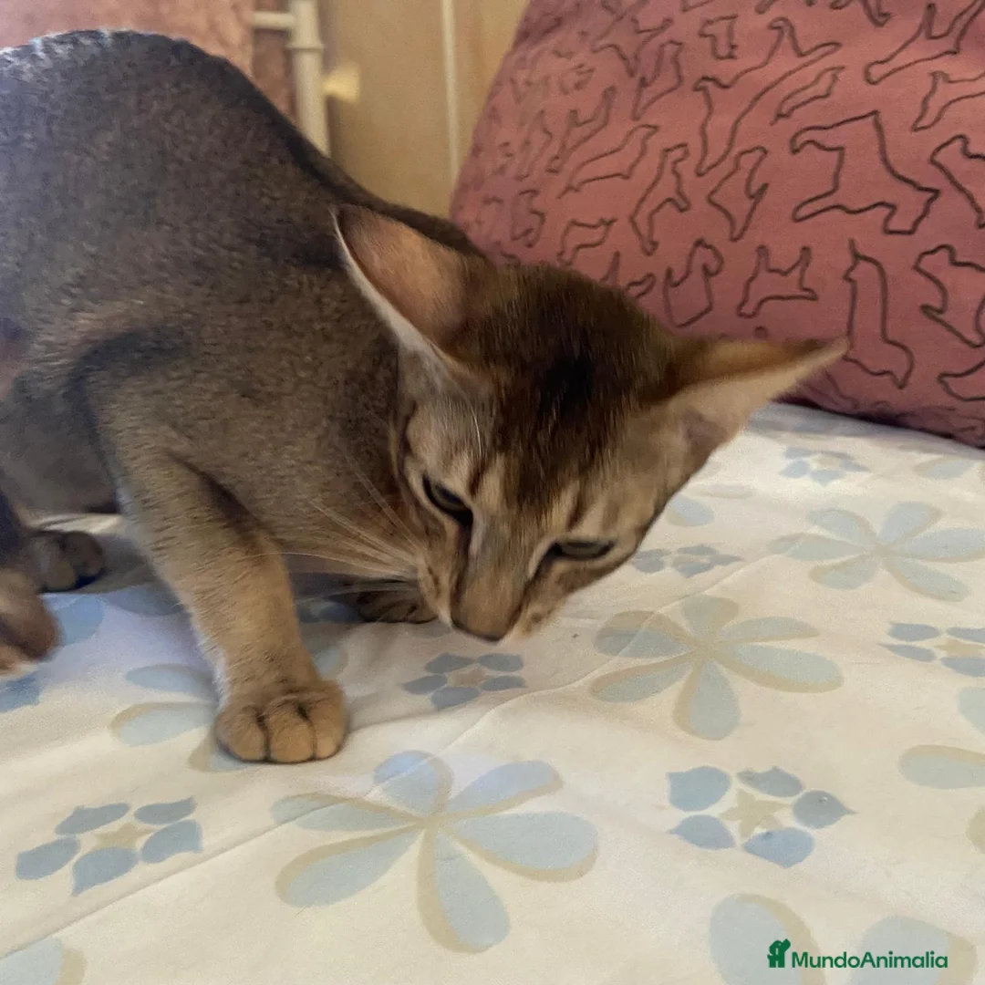 Abisinio gatos en venta: Abisinio Macho de Santa 4179 - AQUANATURA en Barcelona - Anuncio 7