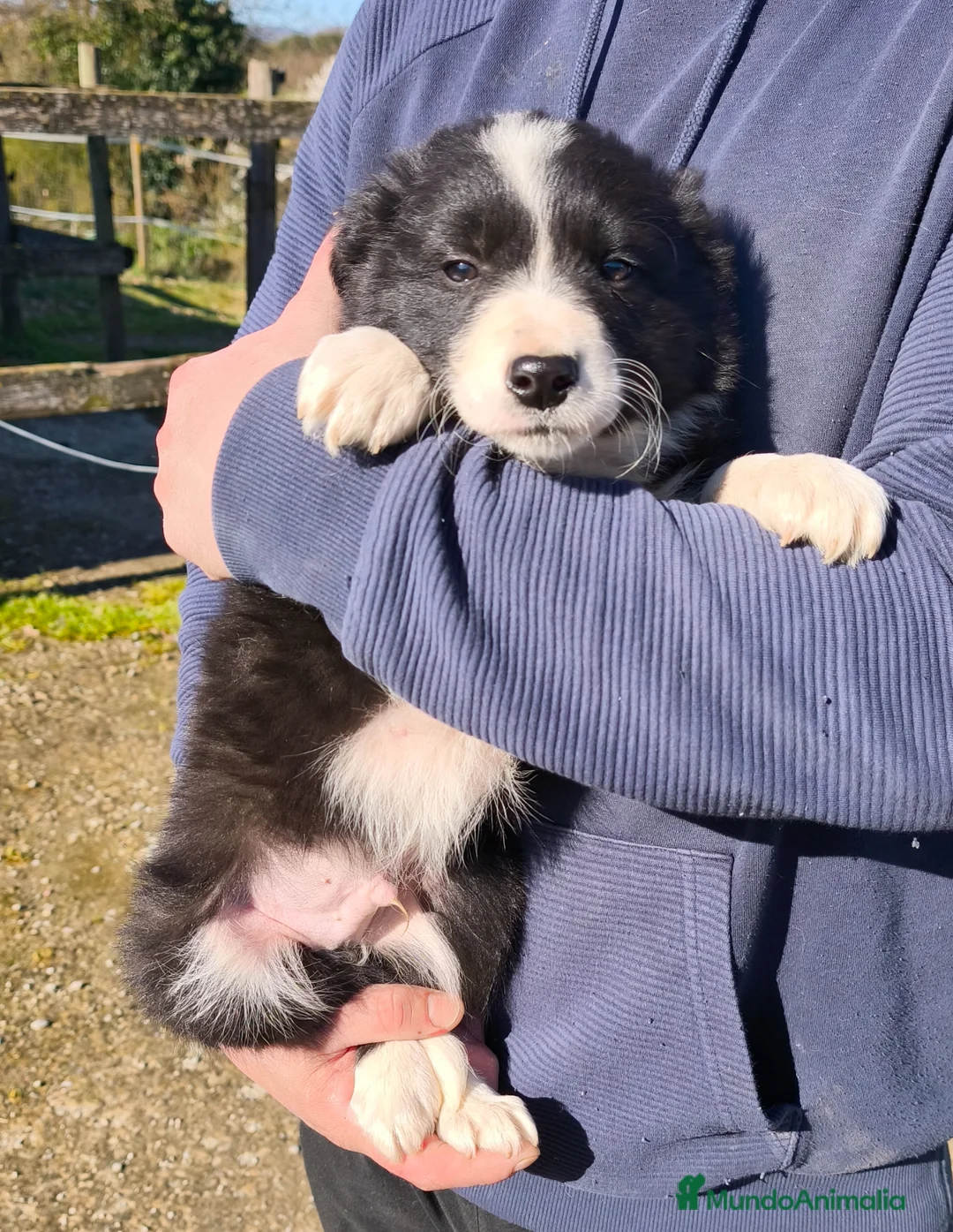 Border Collie perros en venta: Últimos dos cacharros machos de la camada - Anuncio 2