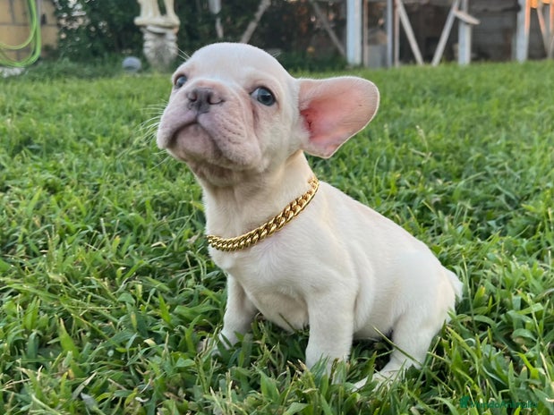 Bulldog Francés perros en Madrid - Anuncio 15