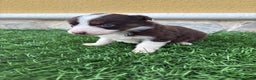 Border Collie perros en venta: Border Collie hembra chocolate  - Anuncio 8