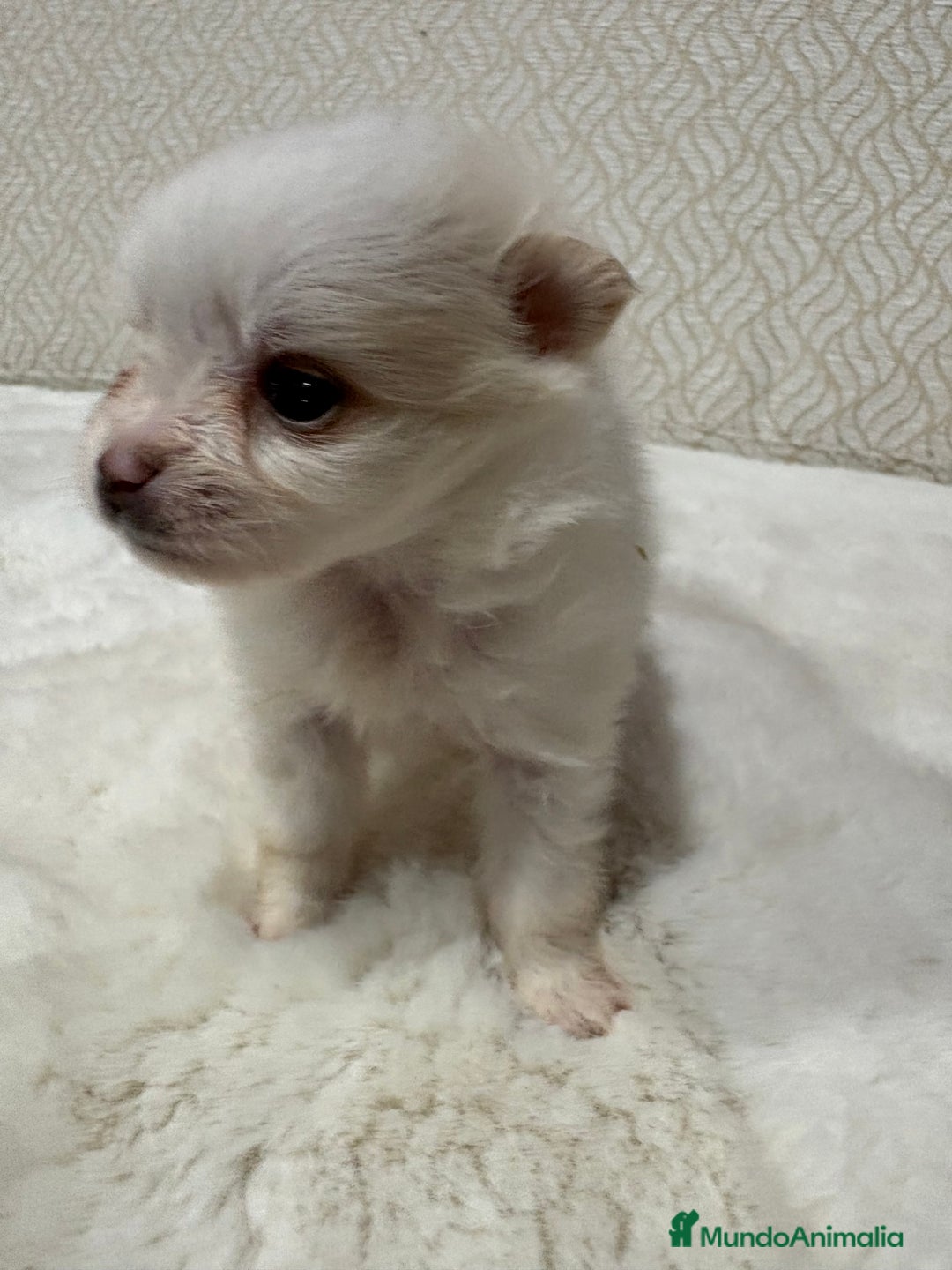 Pomerania perros en venta: Lulu Pomerania Toy hembra naranja blanca  - Anuncio 21