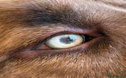 Mastín Español perros en venta: Cachorros de mastín español en Málaga - Imagen 3