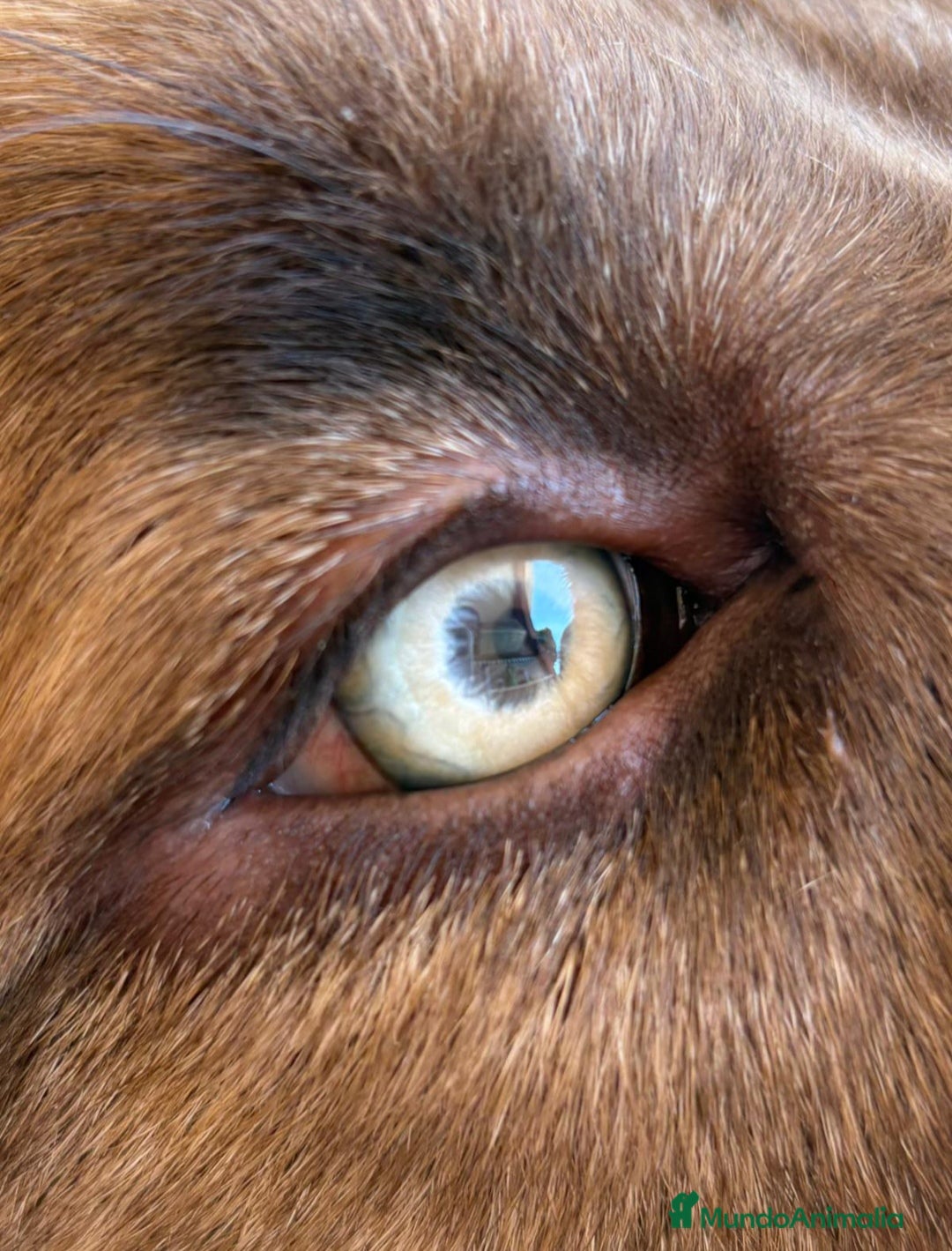 Mastín Español perros en venta: Cachorros de mastín español en Málaga - Imagen 3