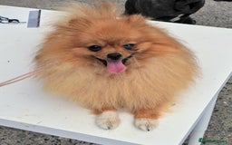 Pomerania perros en venta: Preciosos cachorros de pomerania - Imagen 15