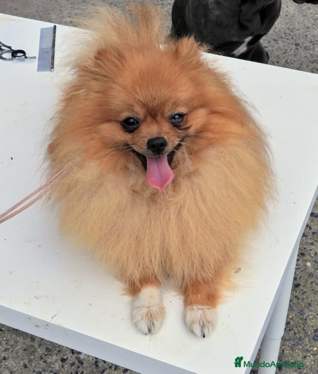 Pomerania perros en venta: Preciosos cachorros de pomerania - Imagen 15