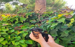 Pinscher Austríaco de Pelo Corto perros en venta: Pinche miniatura calidad y selección - Imagen 5