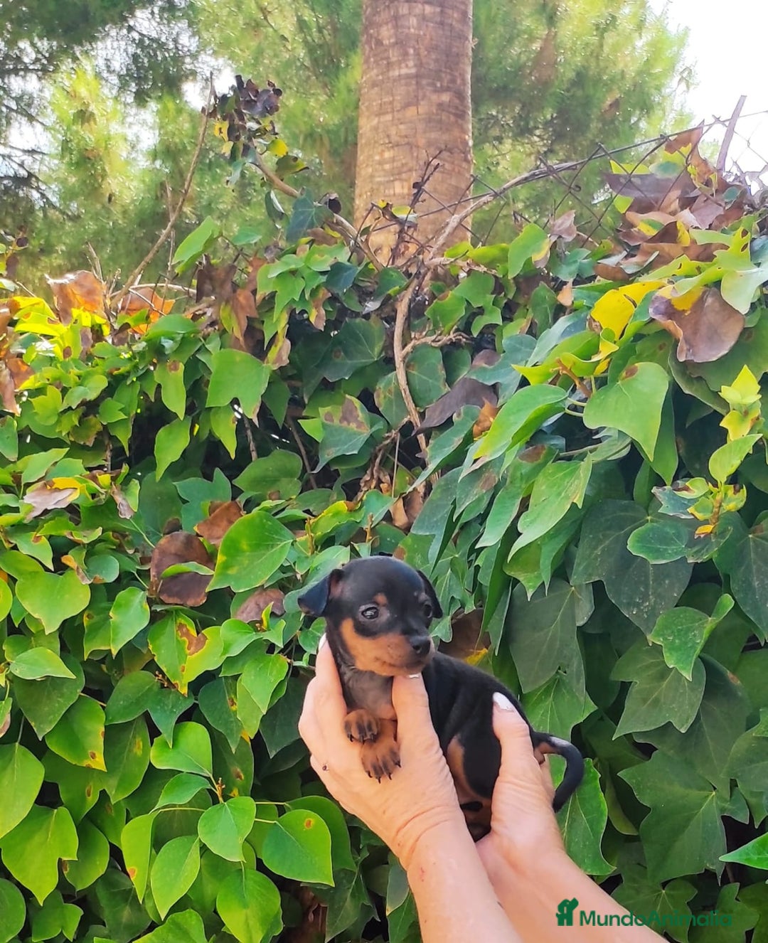 Pinscher Austríaco de Pelo Corto perros en venta: Pinche miniatura calidad y selección - Imagen 5