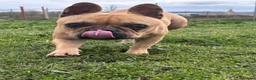 Bulldog Francés perros en venta: Hembra bulldog francés adulta  - Anuncio 2