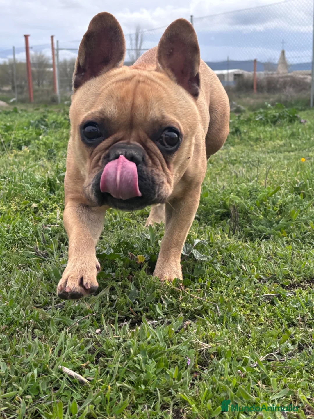 Bulldog Francés perros en venta: Hembra bulldog francés adulta  - Anuncio 2
