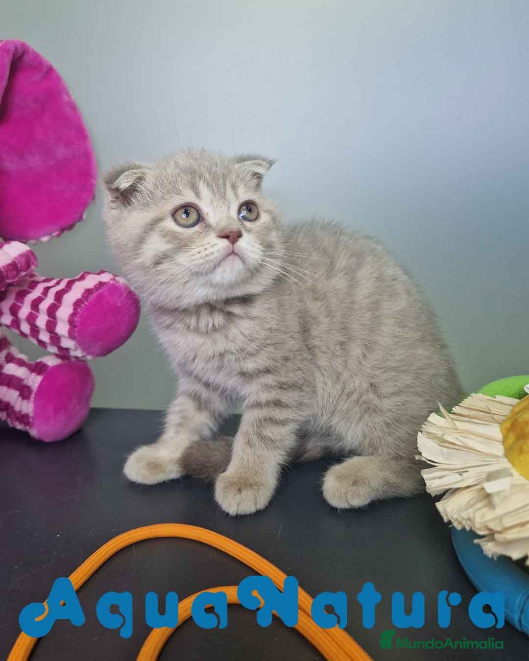 Scottish Fold gatos en venta: Scottish Fold Macho 7913 AQUANATURA - Imagen 3