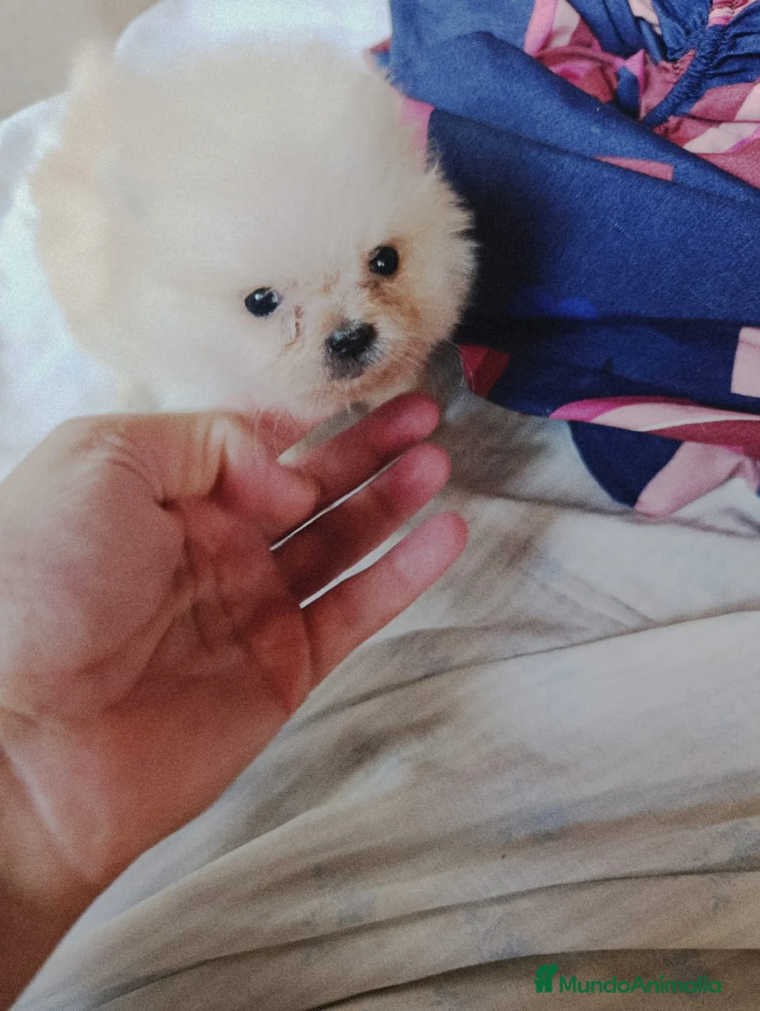 Pomerania perros en venta: Precioso pomerania toy osito  - Anuncio 2